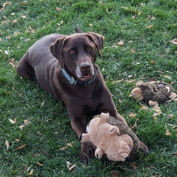 Meet your Posher, Crystal - Picture 2 of 15